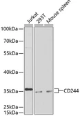 Anti-CD244 antibody used in Western Blot (WB). GTX32501