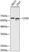 Anti-CD58 antibody used in Western Blot (WB). GTX32503