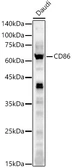 Anti-CD86 antibody used in Western Blot (WB). GTX32507