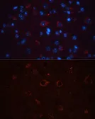 Anti-CD90 antibody used in IHC (Paraffin sections) (IHC-P). GTX32508