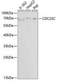 Anti-CDC25C antibody used in Western Blot (WB). GTX32511