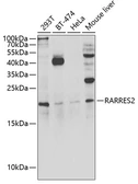 Anti-Chemerin antibody used in Western Blot (WB). GTX32518
