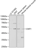 Anti-CHIT1 antibody used in Western Blot (WB). GTX32519