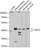 Anti-CIAO1 antibody used in Western Blot (WB). GTX32522