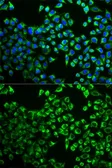 Anti-Citrate synthase antibody used in Immunocytochemistry/ Immunofluorescence (ICC/IF). GTX32524
