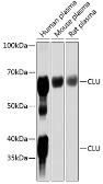 Anti-Clusterin antibody used in Western Blot (WB). GTX32529