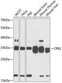 Anti-CrkL antibody used in Western Blot (WB). GTX32539