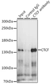 Anti-CTCF antibody used in Immunoprecipitation (IP). GTX32541