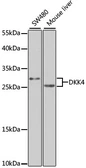 Anti-DKK4 antibody used in Western Blot (WB). GTX32563