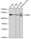 Anti-Dynamin 1 antibody used in Western Blot (WB). GTX32568