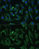 Anti-EIF2C2 antibody used in Immunocytochemistry/ Immunofluorescence (ICC/IF). GTX32577