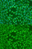 Anti-EIF3A antibody used in Immunocytochemistry/ Immunofluorescence (ICC/IF). GTX32578