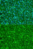 Anti-eIF4E antibody used in Immunocytochemistry/ Immunofluorescence (ICC/IF). GTX32580