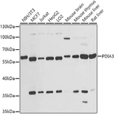 Anti-ERp57 antibody used in Western Blot (WB). GTX32592