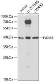 Anti-FAIM3 antibody used in Western Blot (WB). GTX32596