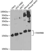 Anti-FAM96B antibody used in Western Blot (WB). GTX32597
