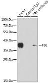 Anti-Fibrillarin antibody used in Immunoprecipitation (IP). GTX32604