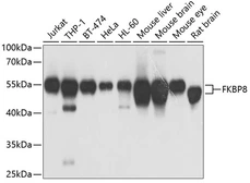 Anti-FKBP8 antibody used in Western Blot (WB). GTX32606