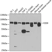 Anti-Frizzled 9 antibody used in Western Blot (WB). GTX32610
