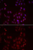 Anti-FRP-3 antibody used in Immunocytochemistry/ Immunofluorescence (ICC/IF). GTX32611
