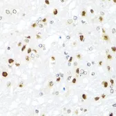 Anti-GATA2 antibody used in IHC (Paraffin sections) (IHC-P). GTX32620