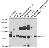 Anti-GDF8 / Myostatin antibody used in Western Blot (WB). GTX32624