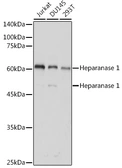 Anti-Heparanase 1 antibody used in Western Blot (WB). GTX32650