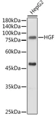 Anti-HGF antibody used in Western Blot (WB). GTX32651