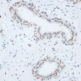 Anti-HMGB1 antibody used in IHC (Paraffin sections) (IHC-P). GTX32656