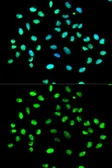 Anti-hnRNP K antibody used in Immunocytochemistry/ Immunofluorescence (ICC/IF). GTX32658