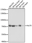 Anti-HSC70 antibody used in Western Blot (WB). GTX32660