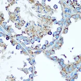 Anti-HSP60 antibody used in IHC (Paraffin sections) (IHC-P). GTX32661