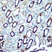 Anti-HSP60 antibody used in IHC (Paraffin sections) (IHC-P). GTX32661