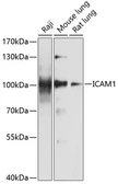 Anti-ICAM1 / CD54 antibody used in Western Blot (WB). GTX32663