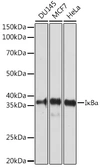 Anti-IKB alpha antibody used in Western Blot (WB). GTX32671