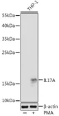 Anti-IL17A antibody used in Western Blot (WB). GTX32674