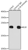 Anti-IL18 antibody used in Immunoprecipitation (IP). GTX32675