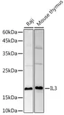 Anti-IL3 antibody used in Western Blot (WB). GTX32677