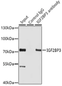 Anti-IMP3 antibody used in Immunoprecipitation (IP). GTX32680