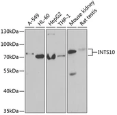 Anti-INTS10 antibody used in Western Blot (WB). GTX32682