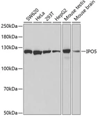 Anti-IPO5 antibody used in Western Blot (WB). GTX32684