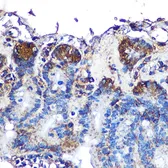 Anti-ITLN1 antibody used in IHC (Paraffin sections) (IHC-P). GTX32687