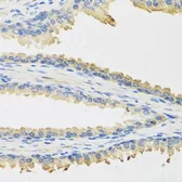 Anti-Leptin antibody used in IHC (Paraffin sections) (IHC-P). GTX32702