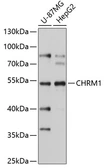 Anti-mAChR M1 antibody used in Western Blot (WB). GTX32708