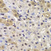 Anti-MAD1 antibody used in IHC (Paraffin sections) (IHC-P). GTX32710