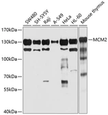 Anti-MCM2 antibody used in Western Blot (WB). GTX32716