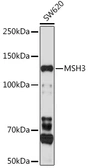 Anti-MSH3 antibody used in Western Blot (WB). GTX32728