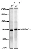 Anti-NGN3 antibody used in Western Blot (WB). GTX32747