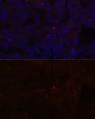 Anti-NNMT antibody used in IHC (Paraffin sections) (IHC-P). GTX32754