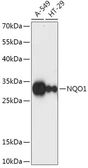 Anti-NQO1 antibody used in Western Blot (WB). GTX32756